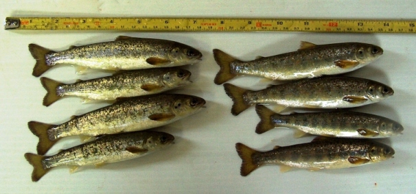 Salmon smolts from the Moyola Hatchery