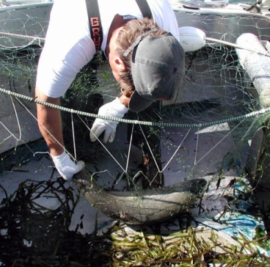 Salmon caught in poachers' net.
