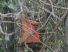 Sparrow nests in bird box erected by Moyola Anglers. Photo: M McMcGlade