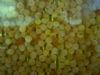 Salmon fry emerging from eggs at Moyola Hatchery