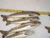 Salmon smolts ready for release from the Moyola Hatchery